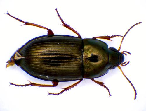 Amara familiaris